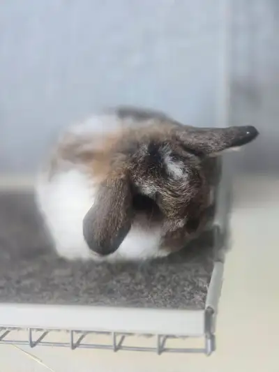 Holland Lop Buck - South River ON, View more