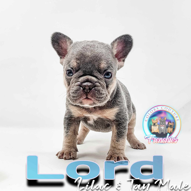 ckc registered French Bulldog Puppies in Dogs & Puppies for Rehoming in Grande Prairie