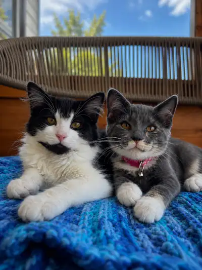 females kittens, View more