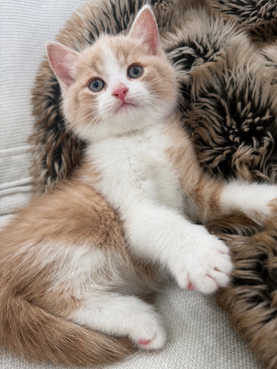 Chaton Siberien hypoallergene, View more