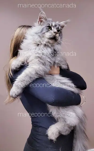GIGANTIC MAINE COON KITTENS XL, View more