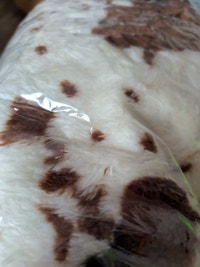 NIB Brown Moo Winnipeg Manitoba Preview