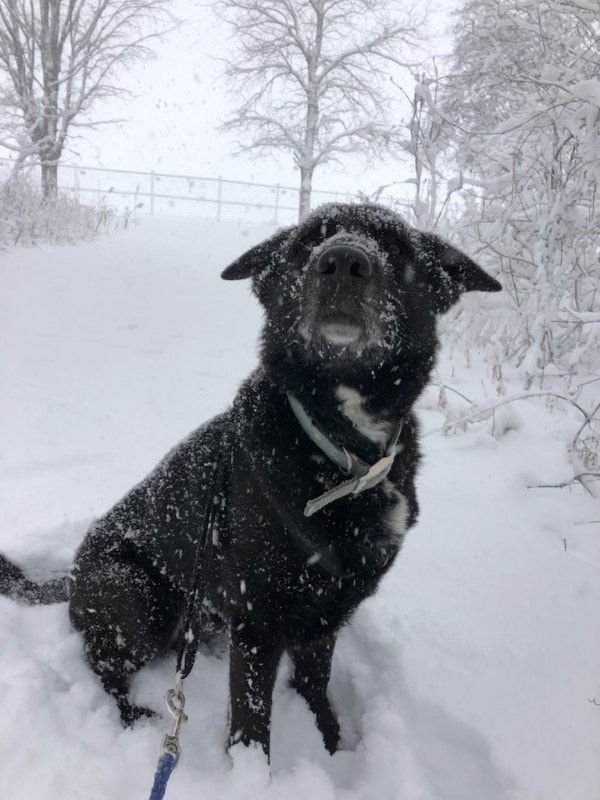 9 year old dog for a good home Dogs & Puppies for Rehoming