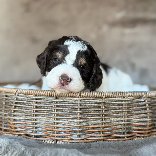 2 spots left | MINI BERNEDOODLE Puppies! | Dogs & Puppies for Rehoming ...