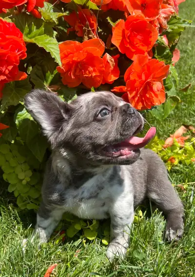 Fluffy French Bulldogs and Fluffy carriers, View more