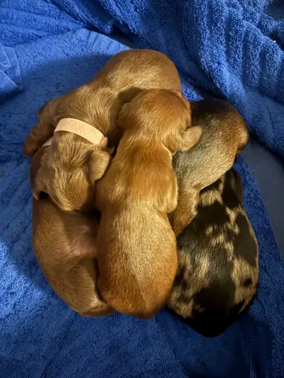 Mini Dachshunds - Long Hair, View more