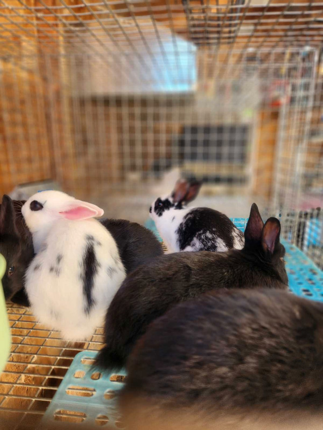 New Zealand/Harlequin Rabbits in Small Animals for Rehoming in North Bay - Image 4