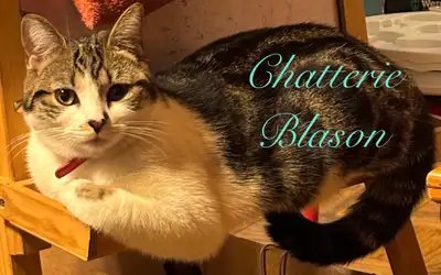 chat Munchkin non standard, View more