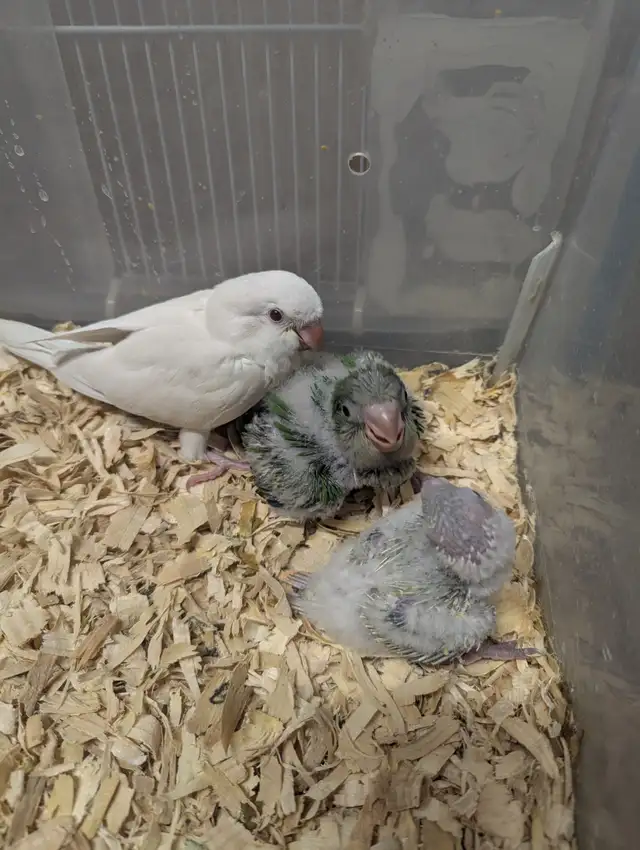 Quakers and Conures R Us! | Birds for Rehoming | Mississauga / Peel ...