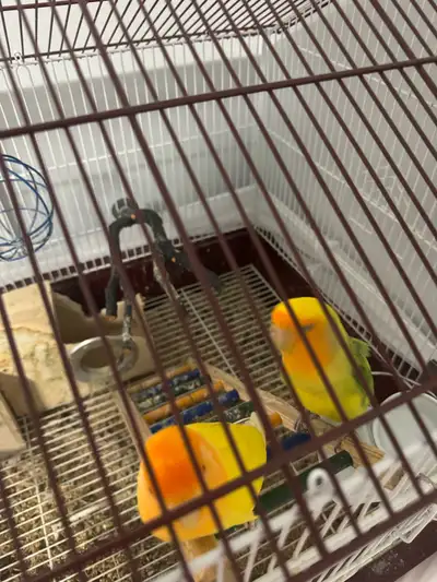 lovebirds , View more