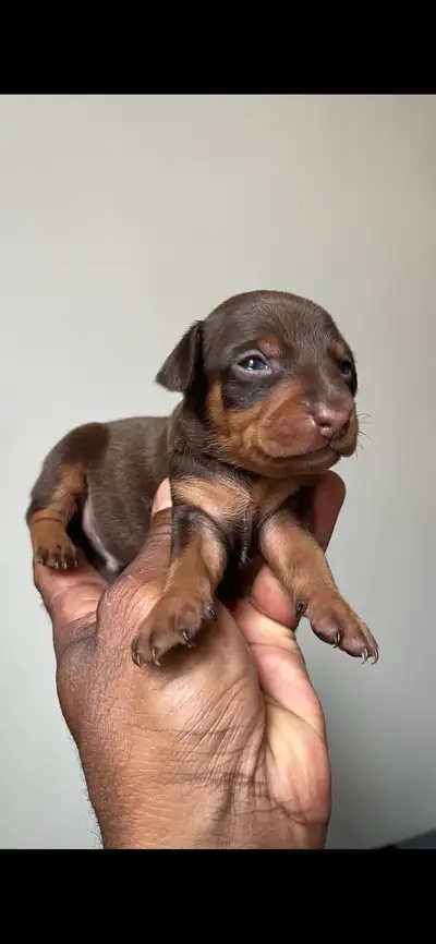 Miniature Pinscher puppies, View more