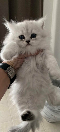 Persian chinchilla dollface kitten 