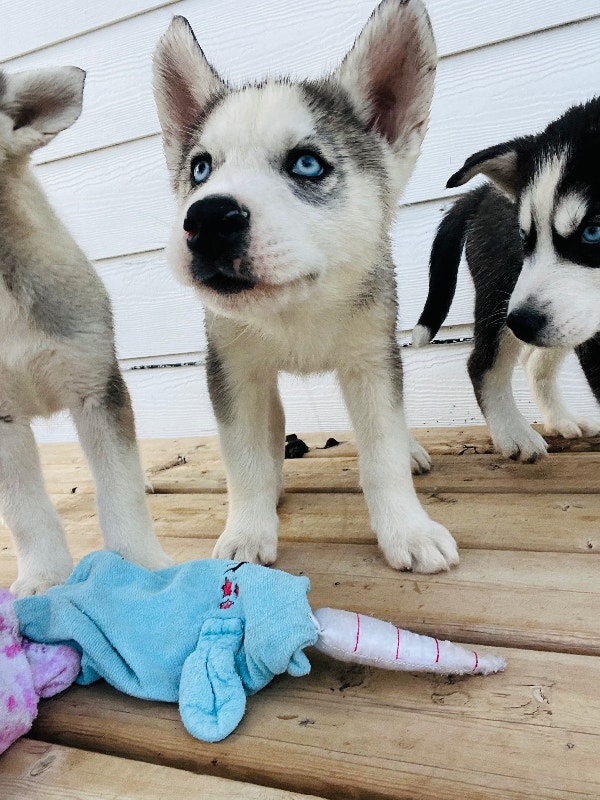 Purebred Siberian Husky’s Dogs & Puppies for Rehoming Winnipeg Kijiji