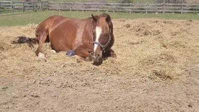 Duke is a very sweet gelding who prefers the slower life. He's a very solid citizen - no buck, bolt,...
