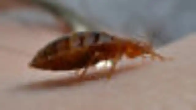 LOWEST PRICE PEST CONTROL- BEDBUGS, ROACHES,MICE,ANTS CONTROL