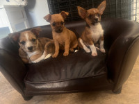 Chorkie puppies chihuahua yorkie/yorkshire terrier cross