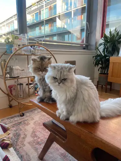 I offer cat sitter services both boarding at my house or visits at your house so you can always feel...