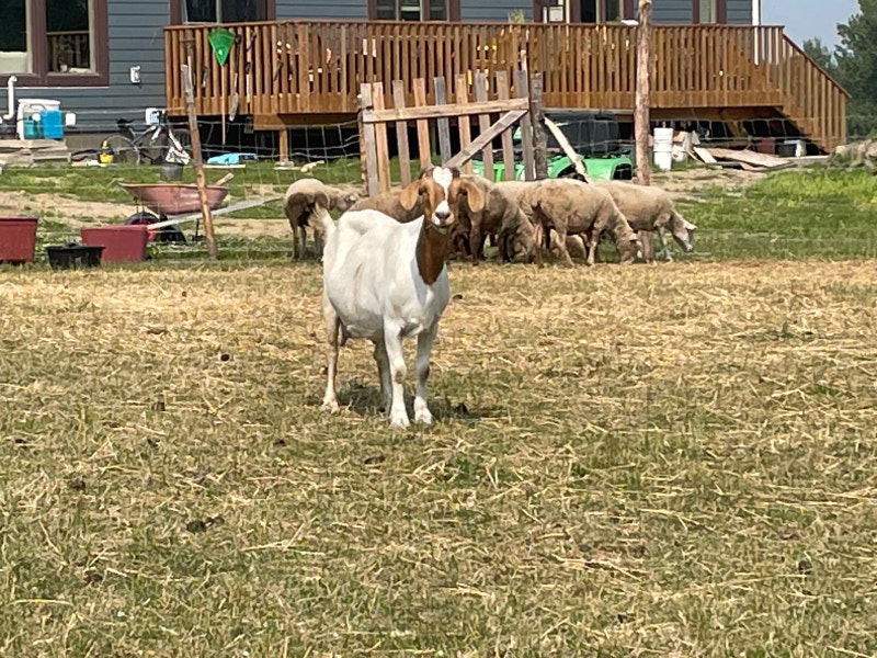 Boer goats for sale Livestock Edmonton Kijiji