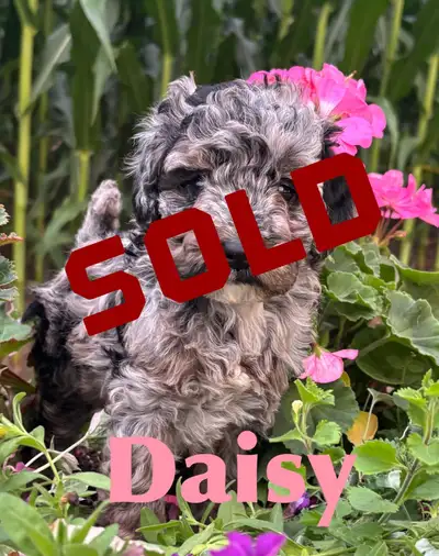 Cockapoo Puppies, View more