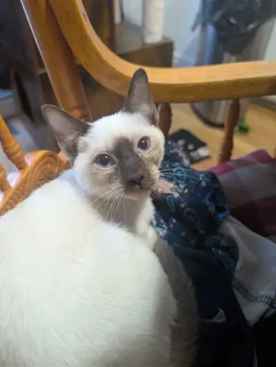 Chaton siamois, View more