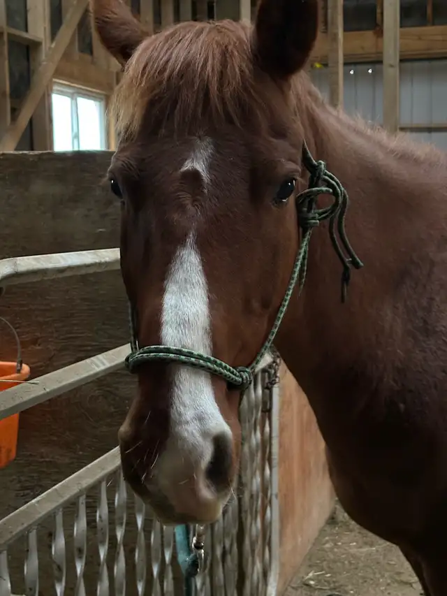 16 year AQHA Mare in Horses & Ponies for Rehoming in Owen Sound - Image 3