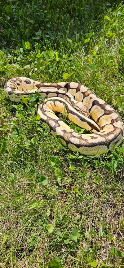 Pythons, King Snakes, Boa and Package Deal., View more