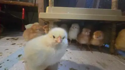 chicks, RIR and Columbian Rock, View more