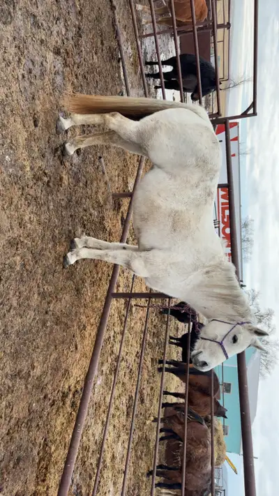 broodmare, View more