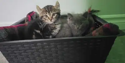 Bébé chaton femelle âgée de 3 mois en bonne Santée très enjoueuse colleuse propre a la litière