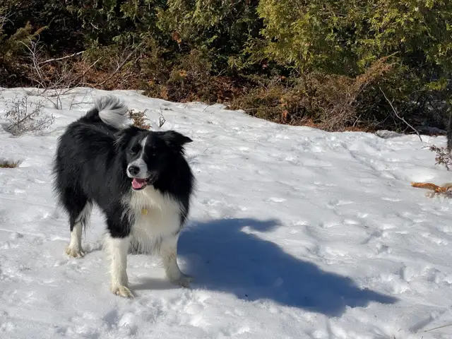 Easily Trainable Border collie Puppies in Dogs & Puppies for Rehoming in Ottawa - Image 6