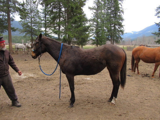 2022 AQHA BAY FILLY **CBHI** in Horses & Ponies for Rehoming in Kamloops - Image 4