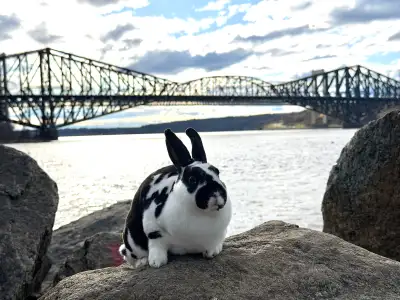 Female Mini Rex, View more