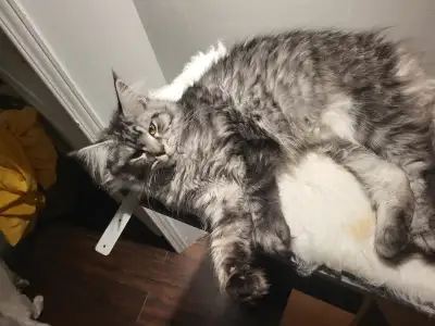 Élevage Osagami, élevage familiale de Maincoon et Sphynx Voici ce qu'offre élevage Osagami pour votr...
