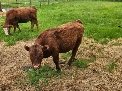 Angus Steer 14 months old, View more