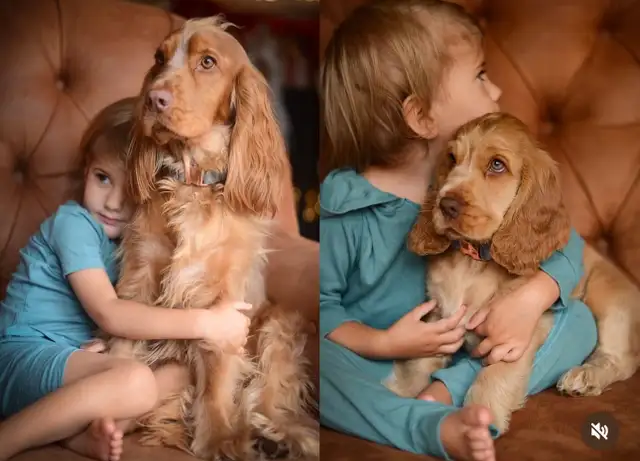 English Cocker Spaniel (early fall 2025) in Dogs & Puppies for Rehoming in Mississauga / Peel Region - Image 10
