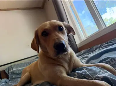 Golden lab mix - Georgia, View more