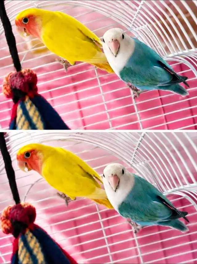 Inseparable Duo