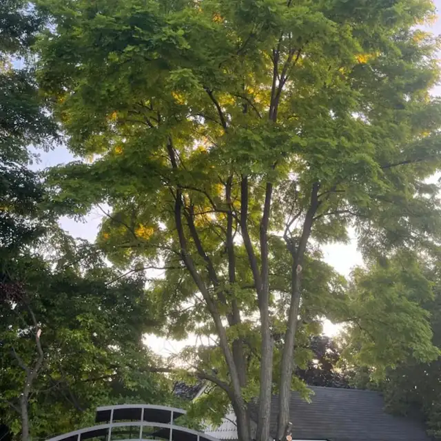 tree service62863222105730121