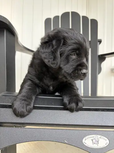 Golden Mountain/Black Lab Mix Puppies, View more