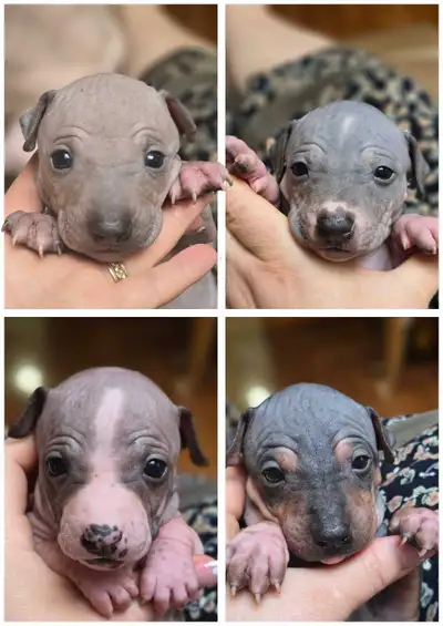 Hairless dog, AHT, for home and for  briding, View more