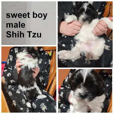 On sweet boys left looking for his forever family. Non shredding hyperaligenic. Great personalities...