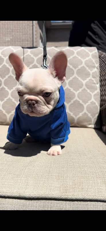 Lilac platinum/ cream French bulldog in Dogs & Puppies for Rehoming in Markham / York Region - Image 2