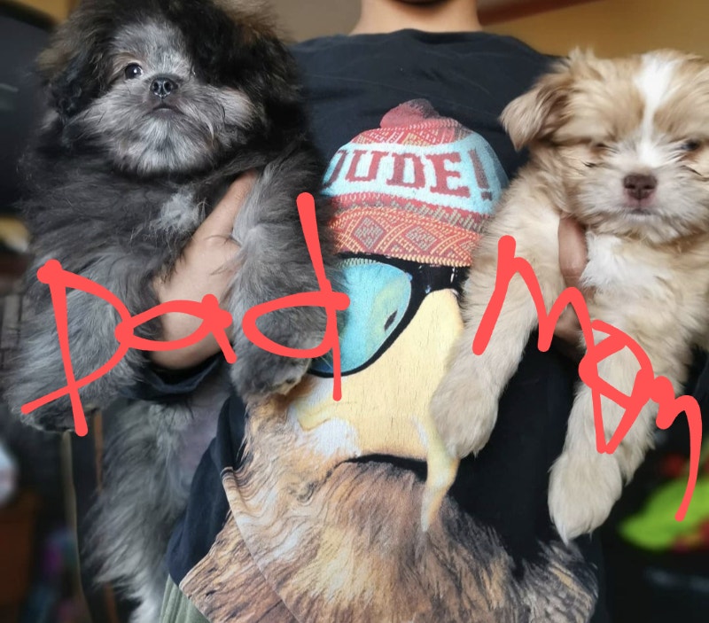 Merle Toy Chihuahua/ Toy Pomeranian/Shih Tzu puppies for sale! Dogs