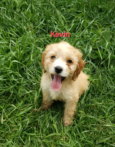Cockapoo puppy ready to be re-homed, View more