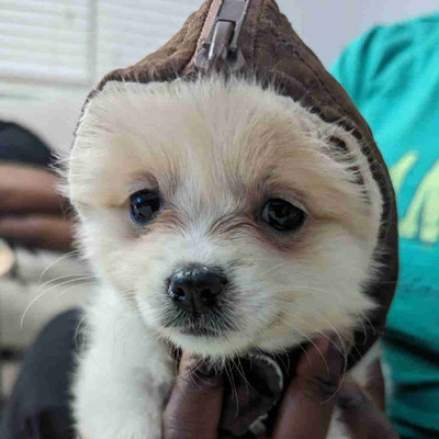 Adorable Pomeranian+ Shitzu Pups