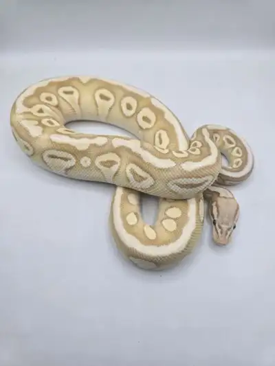 Huge snake sale, View more