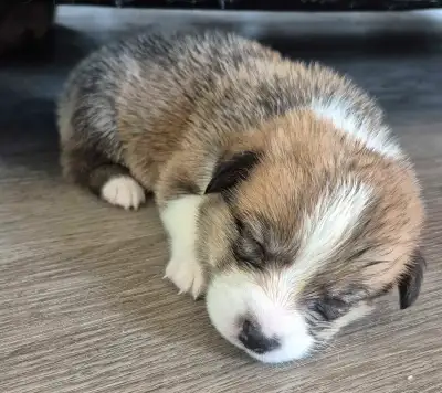 CKC Registered Pembroke Welsh Corgi puppies, View more