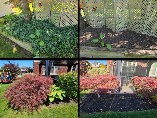 Fall Cleanup - Landscaping - Gardening in Haldimand & Niagara in Lawn, Tree Maintenance & Eavestrough in Hamilton - Image 7