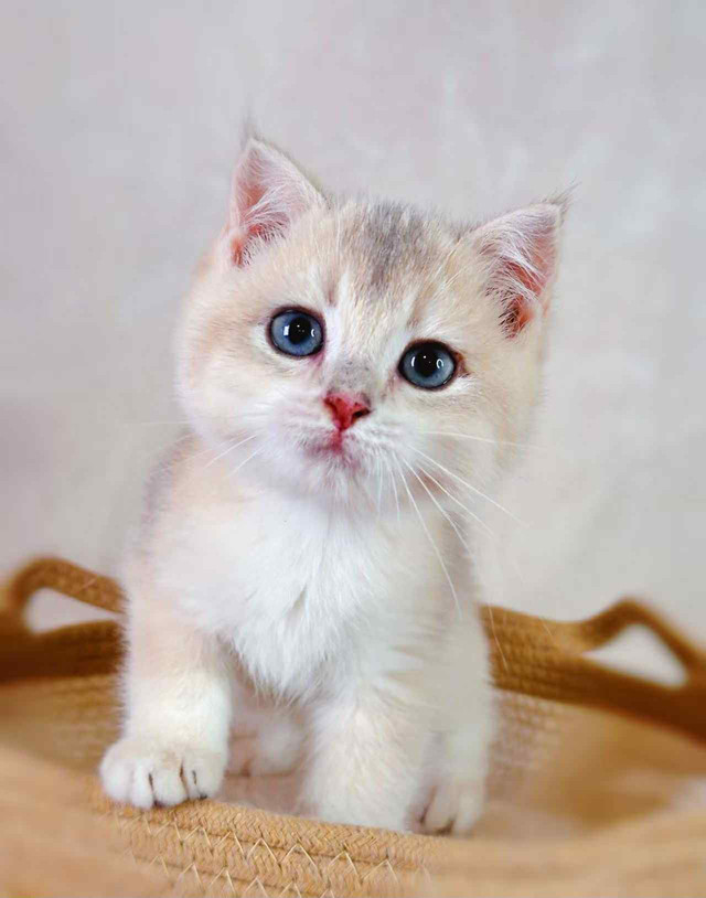Blue Golden British Shorthair Kittens – 3.5 Months in Cats & Kittens for Rehoming in City of Toronto
