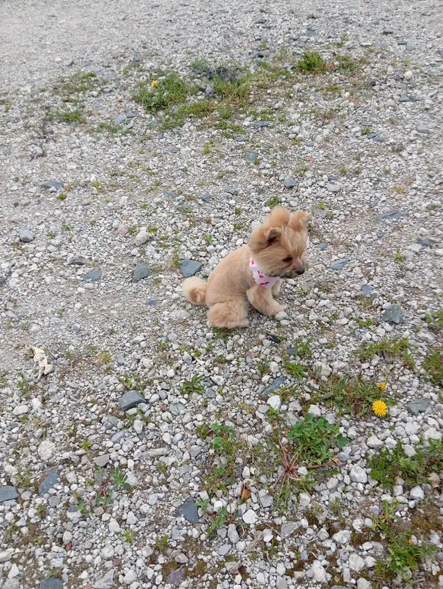 GOLDEN Yorkshire terrier 4 month girl BONNIE! in Dogs & Puppies for Rehoming in City of Toronto - Image 7